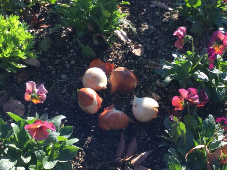 冬の球根植えつけ講習会（市役所編）開催しました