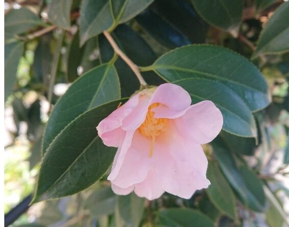 花壇づくりのヒント12か月　3月分補足！！