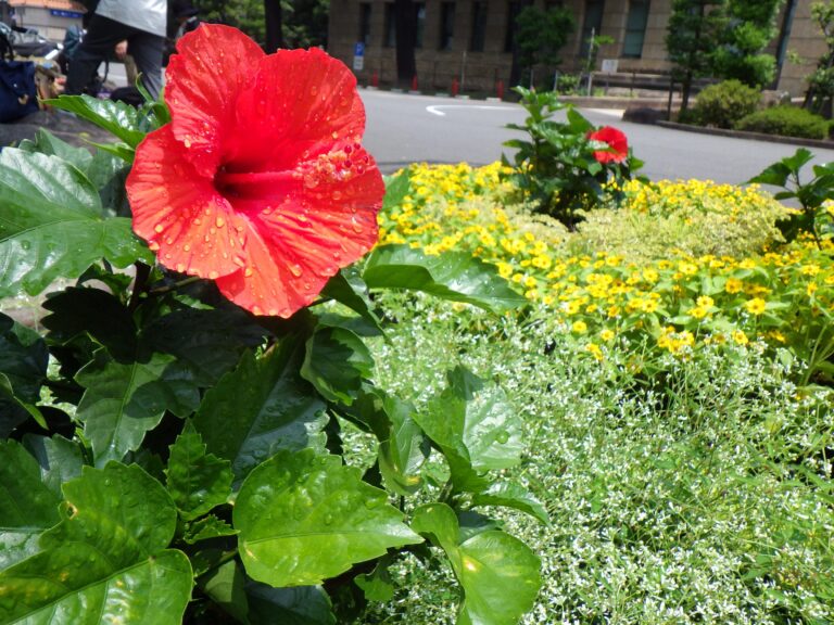 「花の環花だん」補植とお手入れ講習会（名古屋市役所本庁舎前）を開催しました　