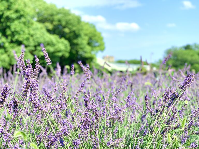 《予告》花の環フレンド限定　荒子川公園「ラベンダー園」苗植えイベントのご案内