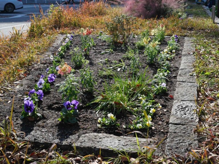 「花の環花だん」冬の花植え講習会（市役所前）開催しました　