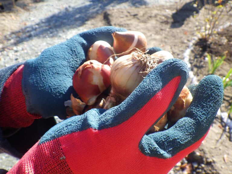 メグラスガーデン ナゴヤ　球根投げ植えイベントを開催しました　