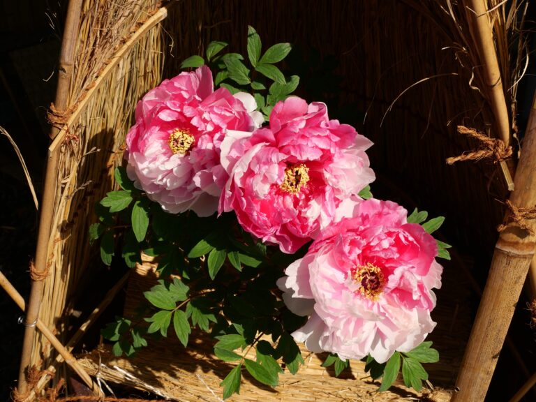 徳川園ガーデンツアーを開催しました