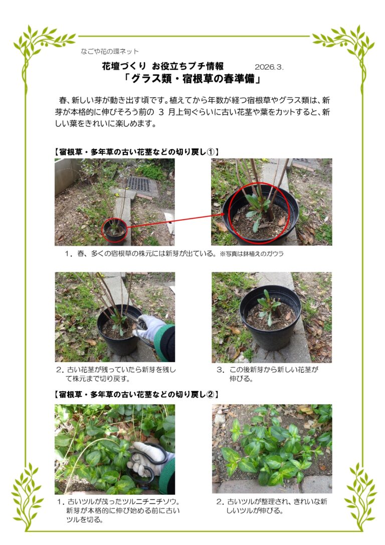 花壇づくり　お役立ちプチ情報「グラス類・宿根草の春準備」　