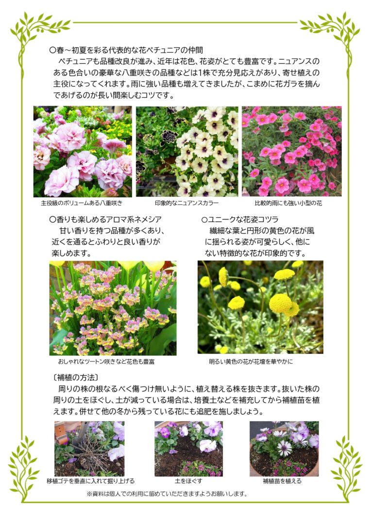 花壇づくり　お役立ちプチ情報　「春を彩るおすすめの補植苗」