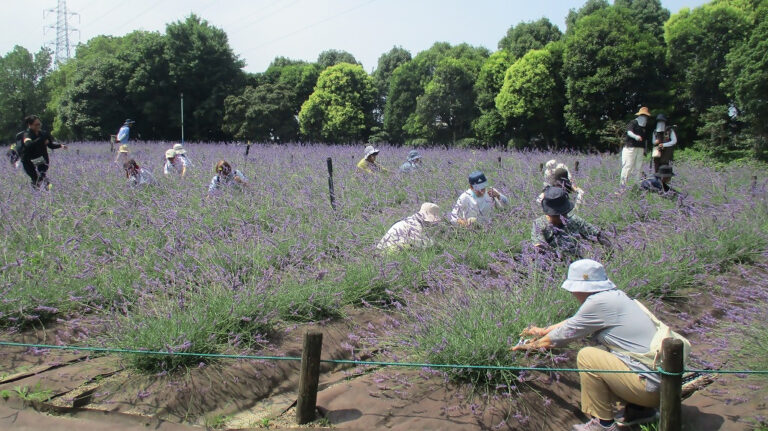 《予告》花の環フレンド限定　荒子川公園「ラベンダー花穂刈り」イベントのご案内