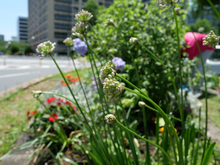 フレンド限定　花の環花だん『初夏の花植え講習会』募集開始