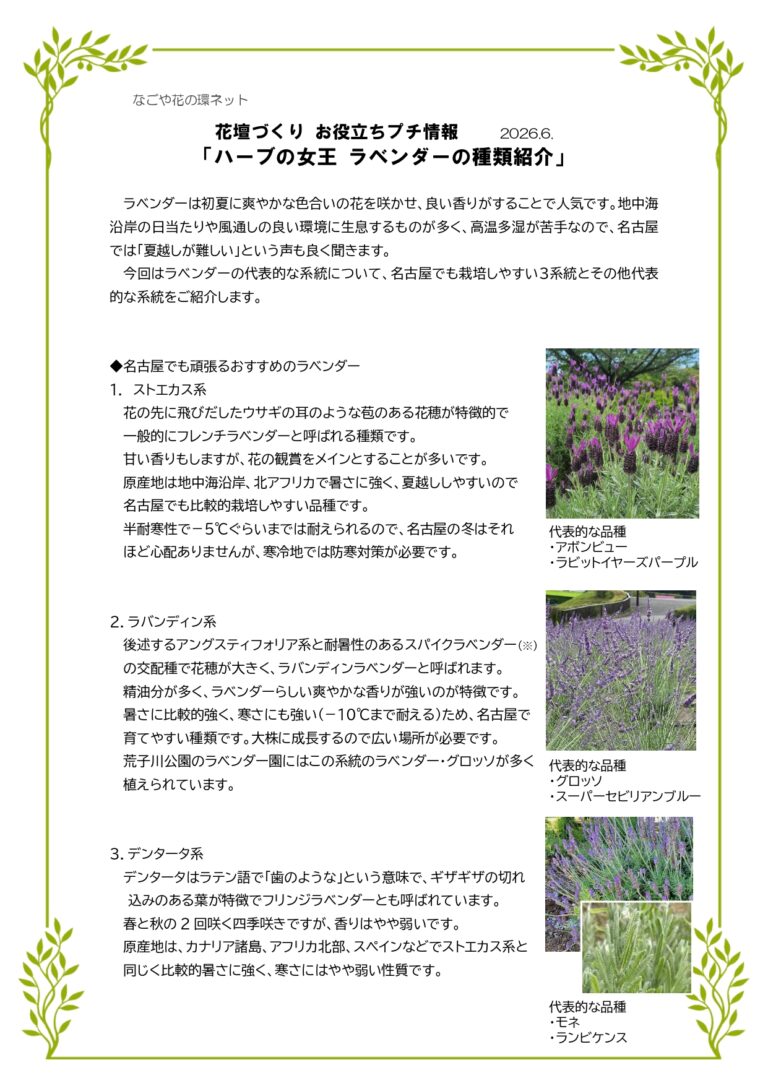 花壇づくり　お役立ちプチ情報　 「ハーブの女王　ラベンダーの種類紹介」